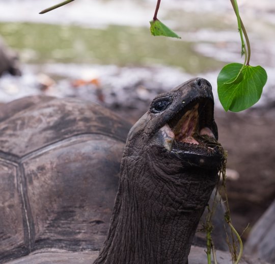 Туры на о. Маэ 2025 - цены на путевки на Сейшелы из Москвы от туроператора «Анекс Тур»