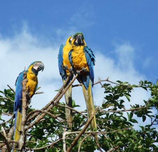 Туры в Каракас 2025 - цены на путевки в Венесуэлу из Москвы от туроператора «Анекс Тур»